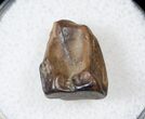 Ceratopsid Tooth - Judith River #17655-1